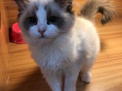 -猫十亿·布偶金渐层·曼基康矮脚猫舍(青年路店)