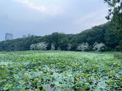 -雨湖公园