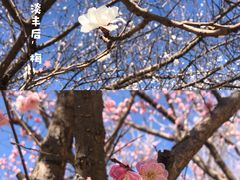 -国家植物园