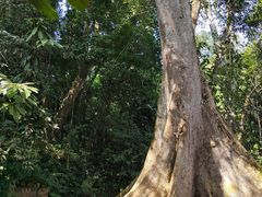 -中国科学院西双版纳热带植物园
