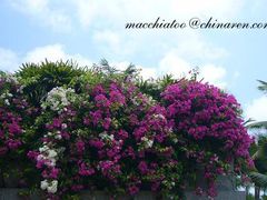 -三亚亚龙湾红树林度假酒店