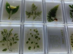 -广东中医药博物馆