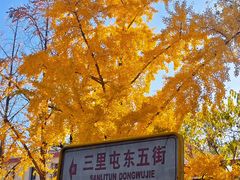 -三里屯东五街银杏大道