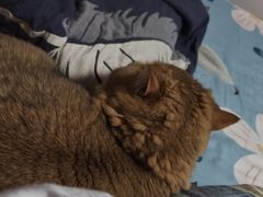 -瑞派·关忠动物医院·猫专科·犬专科(三环新城店)