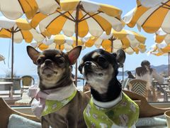 -爱派特动物医院·全科诊疗中心