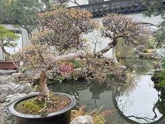 -上海醉白池公园