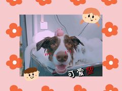 -PETKIT小佩宠物(古北店)