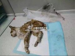 盛京一禾-盛京一禾