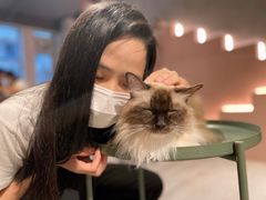 -猫儿山۰猫主题餐厅