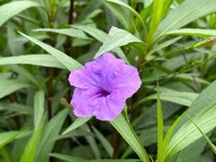 -中国科学院华南植物园