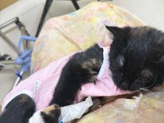-美联众合动物医院·24h京西诊疗中心