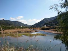 景点-小芝红树林