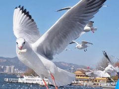 -海埂大坝