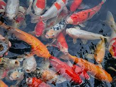 -聚福宝合苑食府(南头镇店)