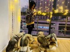 -Husky Go! 哈士奇体验馆·宠物咖啡厅狗咖