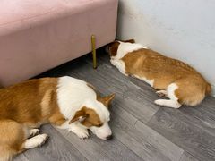 -浣熊柯尔鸭土拨鼠·电玩咖