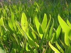 -神光山国家森林公园