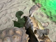 -萌宠奇缘(荣鼎店)