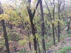 -阳台山自然风景区