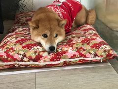 -柴迷FANS CLUB·柴犬狗咖·猫咖