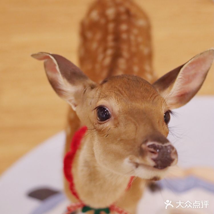 🎀治愈系萌宠馆！穿洛丽塔和羊驼梅花鹿一起玩