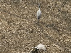 -北京麋鹿生态实验中心