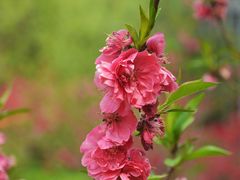 -渭南桃花源民俗文化园