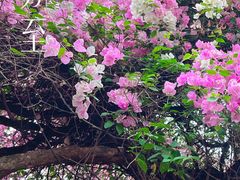 -深圳国际园林花卉博览园