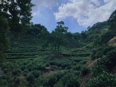 -十八棵（老龙井）御茶园(老龙井店)