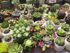 -双季花艺园艺市场(浦东店)