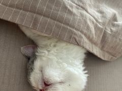-momokira米努特·德文卷毛猫·棉花面纱犬