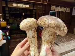 -菌自由丨野生菌火锅特色庭院餐厅(丽江古城店)