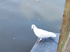 -成都南湖公园