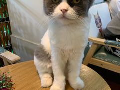 -李小姐の猫咖啡馆(五角场店)
