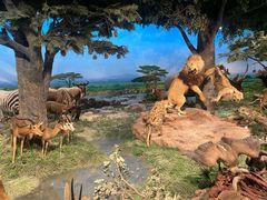 -国家自然博物馆