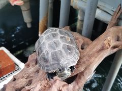 -灵龟之家百象馆(百象馆联合旗舰店)