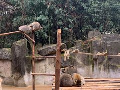 -杭州野生动物世界