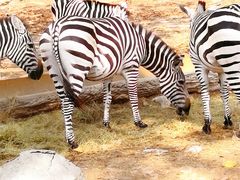 -清迈夜间动物园