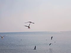 -青岛第一海水浴场