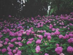 -上海滨江森林公园