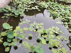 -上海醉白池公园
