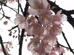 -天适樱花悠乐园