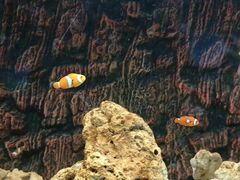 -北戴河圣蓝海洋公园