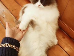 -李小姐の猫咖啡馆(五角场店)