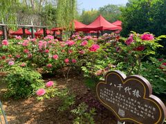 -洛阳市隋唐城遗址植物园