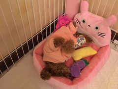 -爱侣宠医·鹦鹉专科·小型哺乳类·异宠专科(灵石路店)