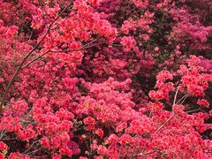 -木兰云雾山