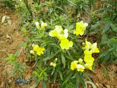 -松山湖梦幻百花洲