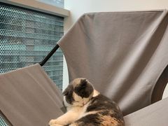 -米宠家·撸猫猫咖小萌宠·猫咪洗澡·猫咪寄养(高新大都荟店)