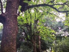 -小洲村